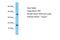 PTPN13 Like Y-Linked 2 antibody, A14653, Boster Biological Technology, Western Blot image 