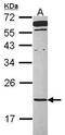 Transmembrane P24 Trafficking Protein 2 antibody, GTX115514, GeneTex, Western Blot image 