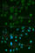 Arrestin Beta 1 antibody, A0998, ABclonal Technology, Immunofluorescence image 