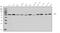 Prolyl 4-Hydroxylase Subunit Beta antibody, A02335-1, Boster Biological Technology, Western Blot image 