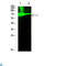 E2F-1 antibody, LS-C813591, Lifespan Biosciences, Western Blot image 