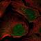 Fibroblast Growth Factor 5 antibody, NBP2-59013, Novus Biologicals, Immunofluorescence image 