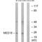 Mediator Complex Subunit 18 antibody, A10600, Boster Biological Technology, Western Blot image 