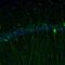 RAP1 GTPase Activating Protein antibody, NBP1-83002, Novus Biologicals, Immunofluorescence image 