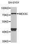 Mex-3 RNA Binding Family Member C antibody, STJ110691, St John