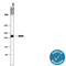 Mannose Receptor C-Type 1 antibody, MAB25341, R&D Systems, Western Blot image 