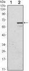 Cyclin Dependent Kinase Inhibitor 1C antibody, M01244-1, Boster Biological Technology, Western Blot image 