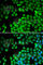 Lysine Methyltransferase 2E antibody, A6142, ABclonal Technology, Immunofluorescence image 