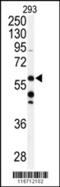 Coenzyme Q8A antibody, 62-670, ProSci, Western Blot image 