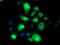 Neuroplastin antibody, M08495-1, Boster Biological Technology, Immunofluorescence image 