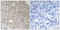 Angiomotin Like 1 antibody, LS-C119726, Lifespan Biosciences, Immunohistochemistry paraffin image 