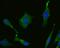 Monoamine Oxidase A antibody, NBP2-75564, Novus Biologicals, Immunofluorescence image 