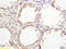 HERV-H LTR-Associating 2 antibody, GTX51981, GeneTex, Immunohistochemistry paraffin image 