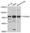 Transforming Growth Factor Beta Receptor 2 antibody, abx126697, Abbexa, Western Blot image 