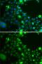 Ubiquitin Conjugating Enzyme E2 Z antibody, GTX32945, GeneTex, Immunocytochemistry image 