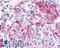 MAS Related GPR Family Member X4 antibody, LS-A2727, Lifespan Biosciences, Immunohistochemistry paraffin image 