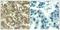 Cycb1 antibody, GTX50663, GeneTex, Immunohistochemistry paraffin image 
