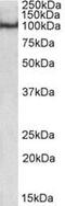 POU Class 2 Homeobox 1 antibody, MBS422485, MyBioSource, Western Blot image 