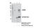 HEXIM P-TEFb Complex Subunit 1 antibody, 12604S, Cell Signaling Technology, Immunoprecipitation image 