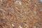 Coronin 1C antibody, 14749-1-AP, Proteintech Group, Immunohistochemistry paraffin image 