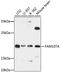 Family With Sequence Similarity 107 Member A antibody, A08424, Boster Biological Technology, Western Blot image 