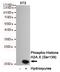 H2A Histone Family Member X antibody, STJ99254, St John