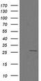 Cilia And Flagella Associated Protein 299 antibody, TA505987, Origene, Western Blot image 