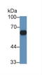 Cytochrome P450 Family 11 Subfamily B Member 1 antibody, LS-C373157, Lifespan Biosciences, Western Blot image 