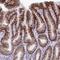 CDC42 Effector Protein 5 antibody, PA5-60367, Invitrogen Antibodies, Immunohistochemistry paraffin image 