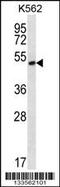 MORN Repeat Containing 1 antibody, 57-012, ProSci, Western Blot image 