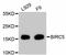 Baculoviral IAP Repeat Containing 5 antibody, abx125300, Abbexa, Western Blot image 