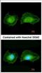 Serum/Glucocorticoid Regulated Kinase Family Member 3 antibody, NBP2-20336, Novus Biologicals, Immunocytochemistry image 