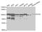 Enhancer Of Zeste 2 Polycomb Repressive Complex 2 Subunit antibody, MBS129774, MyBioSource, Western Blot image 
