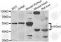 Paraoxonase 1 antibody, A7338, ABclonal Technology, Western Blot image 