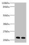 60S ribosomal protein L17 antibody, LS-C211085, Lifespan Biosciences, Western Blot image 