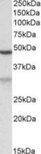 MOB Kinase Activator 2 antibody, LS-B9536, Lifespan Biosciences, Western Blot image 