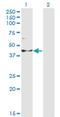 IPPase antibody, H00003628-M14, Novus Biologicals, Western Blot image 