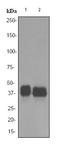 Spi-1 Proto-Oncogene antibody, ab76543, Abcam, Western Blot image 