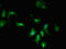 Actin Related Protein 2/3 Complex Subunit 5 Like antibody, LS-C675164, Lifespan Biosciences, Immunofluorescence image 