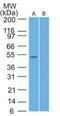 TNF Receptor Associated Factor 7 antibody, PA1-41285, Invitrogen Antibodies, Western Blot image 