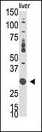 Docking Protein 5 antibody, 63-150, ProSci, Western Blot image 