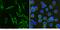 CD9 Molecule antibody, 11029-MM01, Sino Biological, Immunohistochemistry paraffin image 
