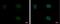Pygopus Family PHD Finger 2 antibody, NBP2-20018, Novus Biologicals, Immunofluorescence image 