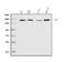 Cadherin 2 antibody, A01577-3, Boster Biological Technology, Western Blot image 