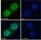 AP2 Associated Kinase 1 antibody, 42-203, ProSci, Western Blot image 