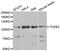 Elongin A antibody, abx006873, Abbexa, Western Blot image 