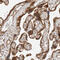 SLIT-ROBO Rho GTPase Activating Protein 2 antibody, HPA028191, Atlas Antibodies, Immunohistochemistry paraffin image 