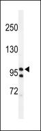 TATA-Box Binding Protein Associated Factor 2 antibody, 64-211, ProSci, Western Blot image 