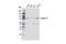 Cyclin T1 antibody, 8744S, Cell Signaling Technology, Western Blot image 