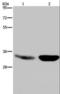 Microtubule Associated Protein RP/EB Family Member 3 antibody, LS-C401618, Lifespan Biosciences, Western Blot image 